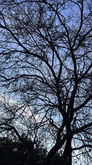 silhouette of a tree