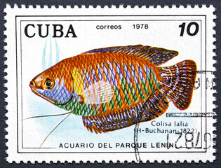 CUBA - CIRCA 1978:A stamp printed by Cuba shows the Colisa lalia fish, stamp is from the series tropical aquarium Fish.Philately.World stamp collection.
