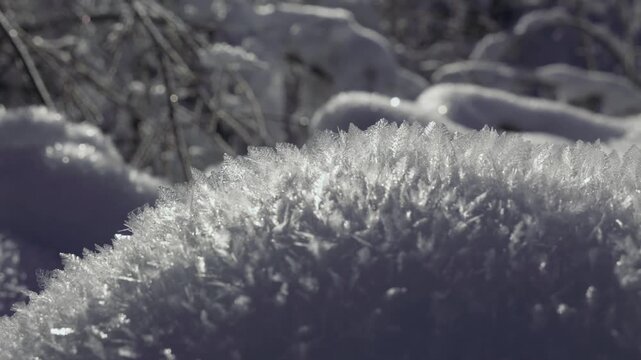 Cristaux de neige froide en foret 
