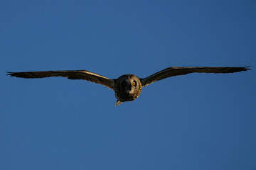 Short-eared Owl - Flight - Kansas