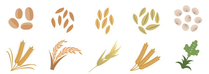 Cereal grain and flour ingredients featuring types of whole grains, wheat stalks, and rice ears, perfect for illustrating food packaging, dietary information, and healthy eating guides.