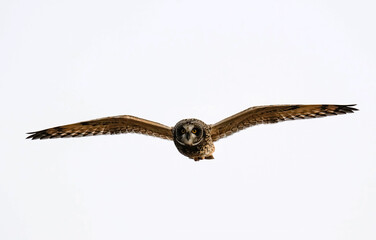 Short-eared Owl - Kansas - Overcast
