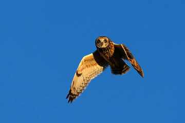 Curious Short-eared Owl Flying at sunset