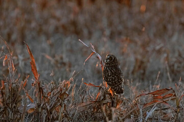 Short-eared Owl - Sunset