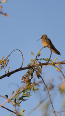 Fototapeta premium Una pausa en la rama.