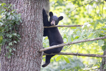 Baby black bear in tree