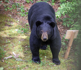 Large Mama Black Bear
