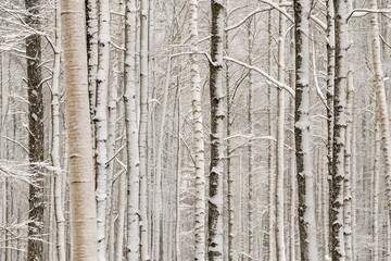 Obraz premium Snow covered birch tree forest background