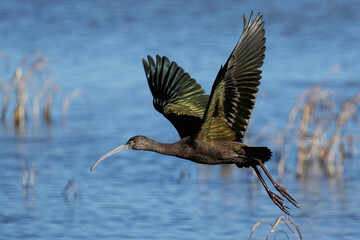 Glossy-faced Ibis