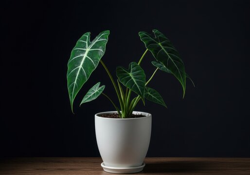 Stunning indoor houseplant featuring deep green velvety leaves, known as Alocasia Frydek, placed in a crisp white ceramic pot ,modern, horticulture, leaves