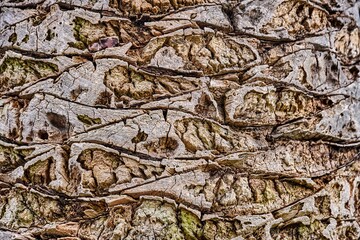 Textured date palm bark background showcasing intricate patterns and natural colors, ideal for design projects, nature themes, and organic aesthetics with copy space