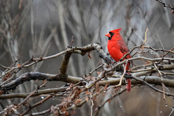 Northern Cardinal - Male