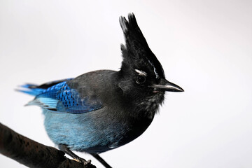 Steller's Jay - Colorado - close-up