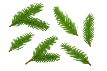 Green fir tree branches with needles. Fresh evergreen spruce boughs, winter holiday season decoration element with transparent background