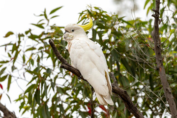 Photograph of an Australian Sulphur Crested Cockatoo sitting on a branch in a tree in the Blue Mountains in Australia.