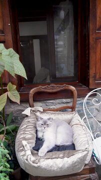 Majestic Gray Cat Looking at Camera in Rustic Garden Setting