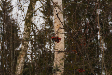 Close-Up of Red Rowan Berries (Mountain Ash) Against Bare Birch Tree and Snowy Forest Background in Winter
