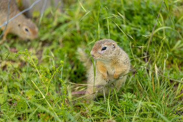 Ground squirrel on grass. Small rodent foraging and moving in natural habitat. Wildlife nature, animal behavior outdoor scene captured in high resolution. Ground squirrel in natural habitat