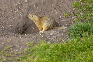 Ground squirrel on grass. Small rodent foraging and moving in natural habitat. Wildlife nature, animal behavior outdoor scene captured in high resolution. Ground squirrel in natural habitat