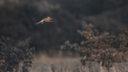 Common Kestrel Flying With A Mouse (Falco Tinnunculus)