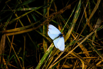 white butterfly
