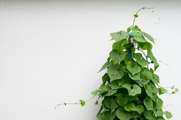 free space for text.high-key shot featuring a dense clump of green heart-shaped leaves (likely a vine or creeper) climbing upwards and largely obscuring a blue pipe.