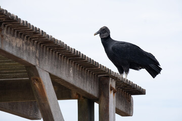 Buitre en la playa, Salinas, Ecuador.
