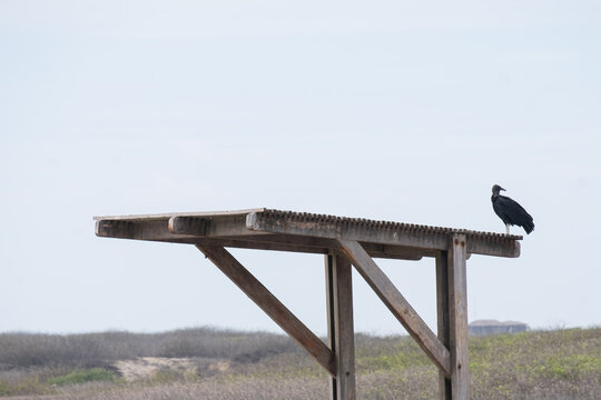 Buitre en la playa, Salinas, Ecuador.