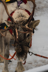 Close-Up Portrait of Domesticated Reindeer Grazing in Snowy Winter Landscape with Traditional S&aacute;mi Harness