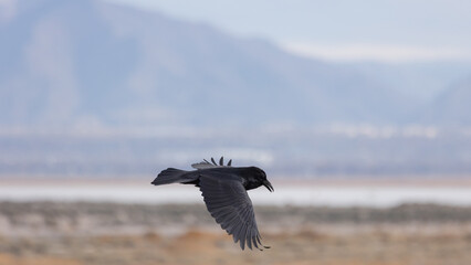 A raven looks down while flying at camera level with the mountains, flatlands and water of Antelope Island Utah USA in the out of focus background.