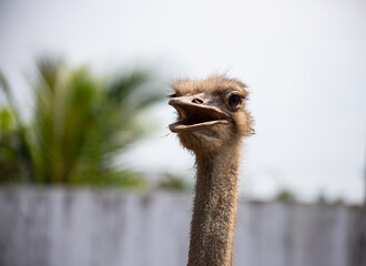 Portrait of a curious ostrich with an open mouth against a blurred background of greenery and a wall.