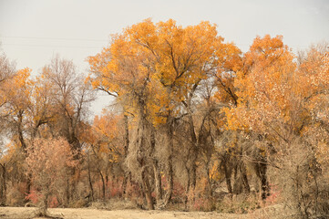 Tarim Huyan Lin Scenic Area in Luntai County, Xinjiang, when the leaves of the Hu Yanglin change color, it appears as a golden yellow. or "the most beautiful tree," ( This month leaves change yellow )