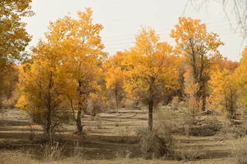 Tarim Huyan Lin Scenic Area in Luntai County, Xinjiang, when the leaves of the Hu Yanglin change color, it appears as a golden yellow. or "the most beautiful tree," ( This month leaves change yellow )