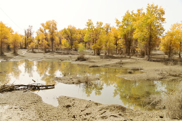 Tarim Huyan Lin Scenic Area in Luntai County, Xinjiang, when the leaves of the Hu Yanglin change color, it appears as a golden yellow. which means "the most beautiful tree,." 