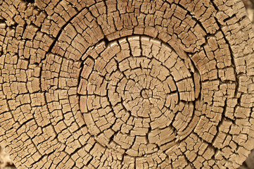 Texture or background of the wood cross section of tree trunk year rings on cracked wooden log the the Hu Yang tree.