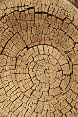 Texture or background of the wood cross section of tree trunk year rings on cracked wooden log the the Hu Yang tree.