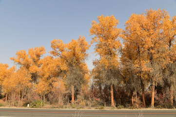 Tarim Huyan Lin Scenic Area in Luntai County, Xinjiang, when the leaves of the Hu Yanglin change color, it appears as a golden yellow. or "the most beautiful tree," ( This month leaves change yellow )