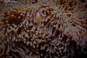 Underwater photo of Damsel fish in anemone at a coral reef. From a scuba dive in the Andaman Sea in Thailand.