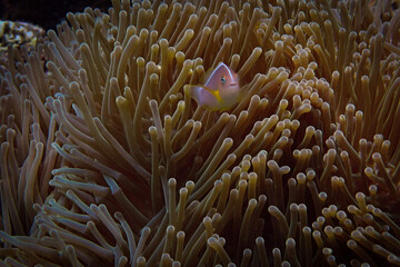 Underwater photo of Damsel fish in anemone at a coral reef. From a scuba dive in the Andaman Sea in Thailand.