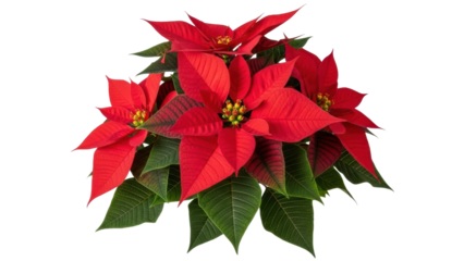 Vibrant poinsettia plant display home garden botanical photography bright indoor environment close-up view. Isolated on transparent background, png.