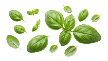 Fresh basil leaves falling gracefully culinary scene food photography aerial view nature's herb. Isolated on transparent background, png.