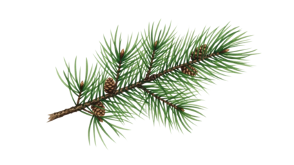 Nature action pine branch display indoor background botanical artwork isolated view greenery aesthetics. Isolated on transparent background, png.