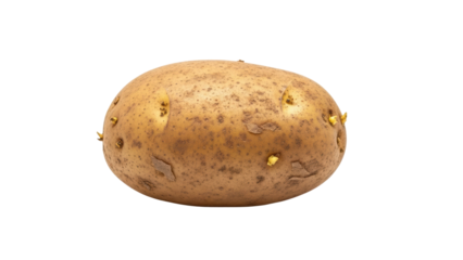 Potato growth process farm field food photography natural environment close-up view agricultural concept. Isolated on transparent background, png.