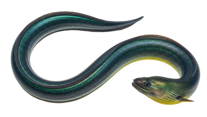Obraz premium Eel encounter electric eel swimming in freshwater habitat underwater scene nature photography. Isolated on transparent background, png.