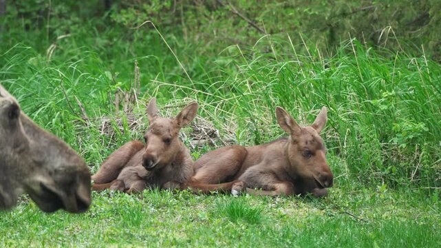 Twin  moose calves resting