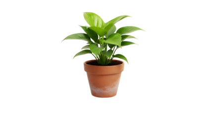 Lush green houseplant thrives in terracotta pot against transparent background offering fresh natural aesthetic perfect for interior design projects and botanical compositions