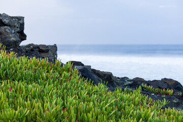 Carpobrotus edulis plants, typical in the beaches of São Miguel island, Azores