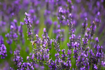 Obraz premium Lavender flowers in selective focus, close up view.