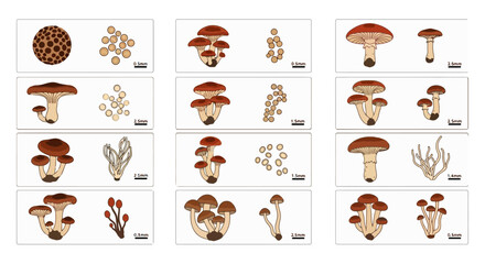 Various types of mushrooms and fungi displayed in a grid format.
