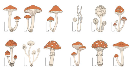 Detailed Scientific Illustrations of Various Mushroom Species with Measurement Scales.